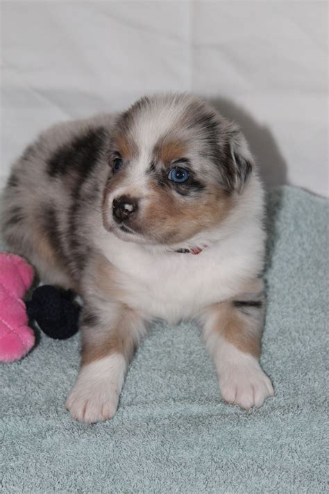 Interested in finding out more about the australian shepherd? Miniature Australian Shepherd Puppies For Sale | Hampton, GA #289025
