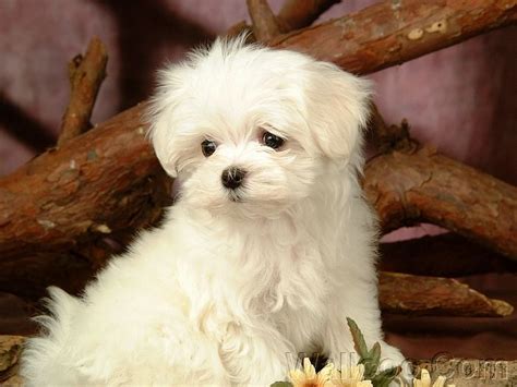 Cuddly Fluffy Maltese Puppy Cute Puppies Photo 13986017 Fanpop