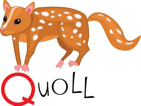 Quolls Illustrations Royalty Free Vector Graphics And Clip Art Istock