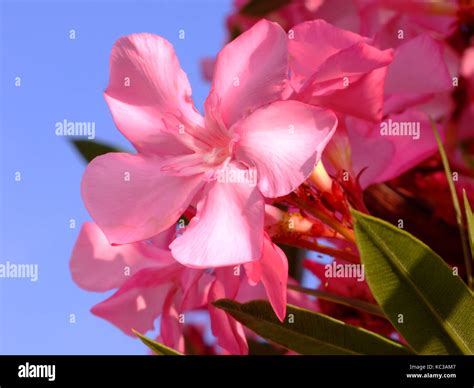 Oleander Stock Photo Alamy