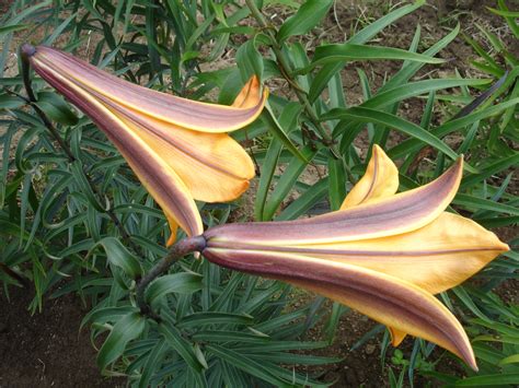 Bandd Lilies Garden Blog Color Differences In Seed Grown Trumpet Lilies