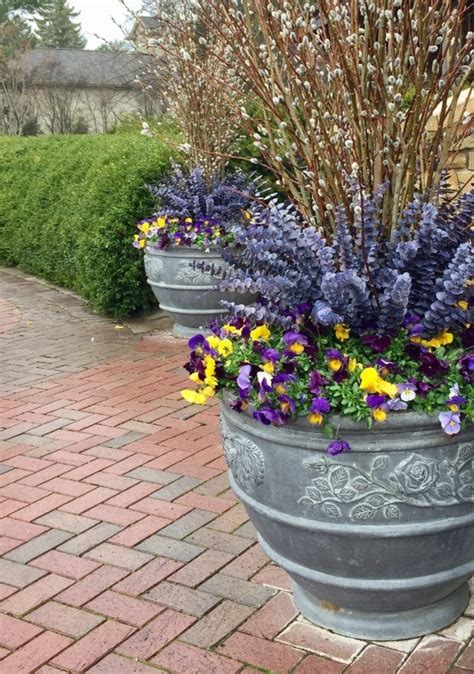 117 Best Images About Spring Container Planting On Pinterest
