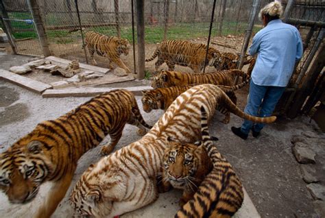 Tigers In Captivity Mycat