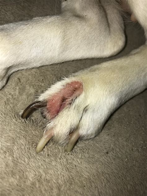 Was Ist Mit Dem Fuß Meiner Hündin Passiert Hund Krebs