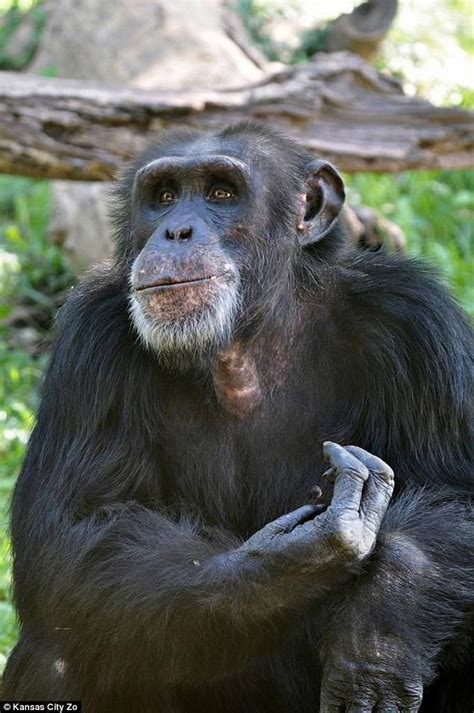 Chimp Is Beaten To Death By Other Primates In Kansas Zoo Daily Mail