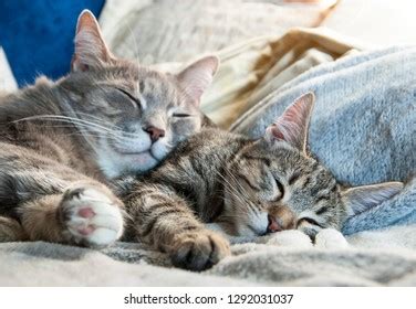 Two Cats Sleep Cuddle Each Other Stock Photo Shutterstock