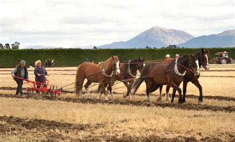 Free Images Field Farm Herd Farming Vehicle Pasture Grazing