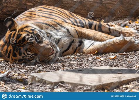 Large Tiger Lying At The Kansas City Zoo Stock Photo Image Of Wild