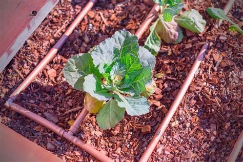 How To Grow Broccoli In Your Raised Beds Bed Gardening In 2022