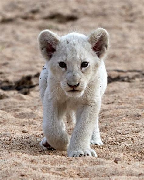 White Lion Animal Cubs