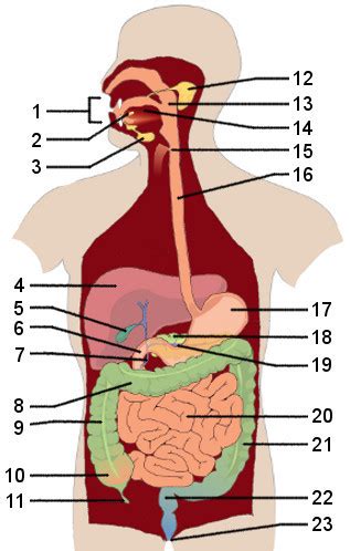 Notice the difference between the (small) diagram above and the larger diagram on the right however, they are shown this way to make it easier to see the route through the digestive tract, and hence in which order each part is reached. Free Anatomy Quiz - The Digestive System, Anatomy - Quiz 2