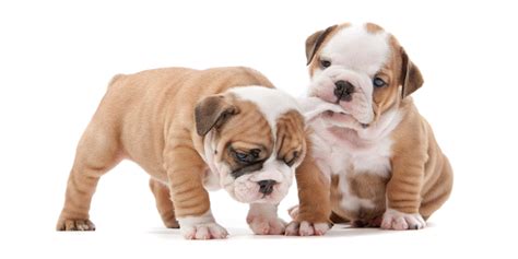 1 English Bulldog Puppies For Sale In Texas