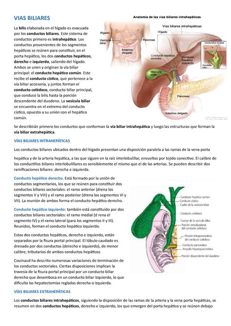 Inc Vias Biliares Apuntes 1 Vias Biliares La Bilis Elaborada En El Hígado Es Evacuada Por