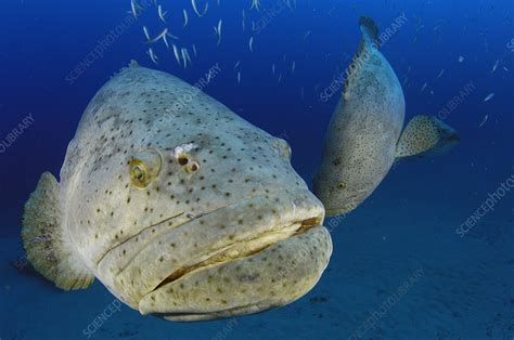Goliath Grouper Stock Image Z6051926 Science Photo Library