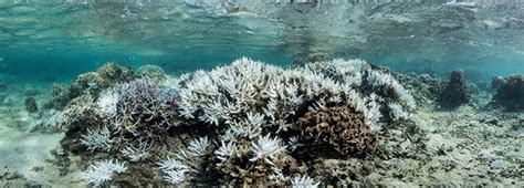 Third Of Great Barrier Reef Dead Or Dying Raising Alarms Financial