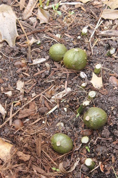 Aspidistra Elatior In Seed Juniper Level Botanic Garden