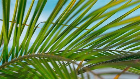 X Tree Shade Frond Leaf Green Palm Tree Branch Palm
