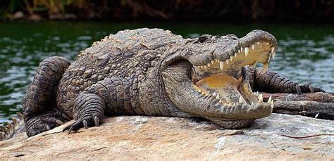 Сколько весит крокодил Самый маленький и самый большой крокодил