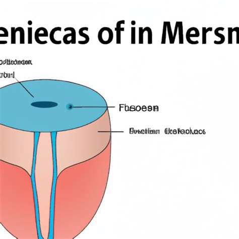 What Is Meniscus Science Exploring Its Anatomy Causes Diagnosis And