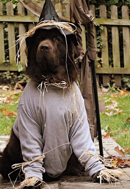 Newfoundland Dog Dressed Like Scarecrow Pet Halloween Costumes