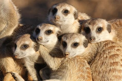 Meerkat Facts Faqs Behaviour Habitat And Conservation Study Notes