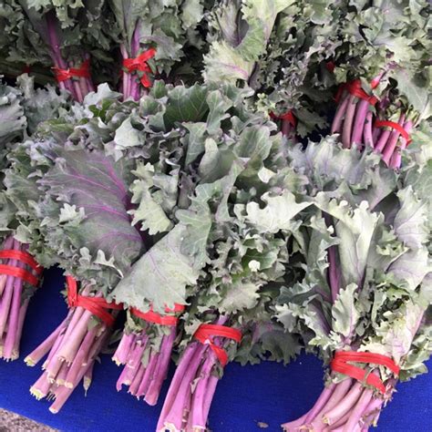 Chidori Kale Information And Facts