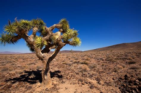 Premium Photo Death Valley Joshua Tree Yucca Plant