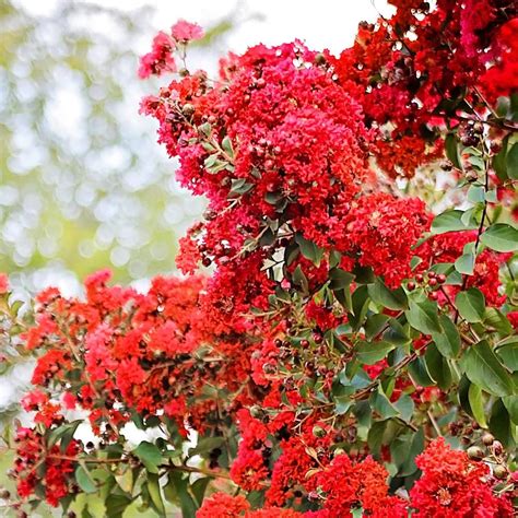Southern Living 3 Gal Miss Frances Crape Myrtle Tree Crmmfr03g The