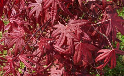 Acer Palmatum Moonfire Red Leaf Japanese Maple Kigi Nursery