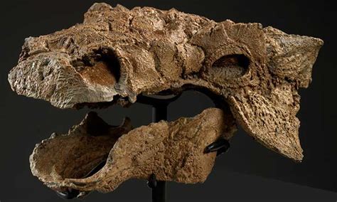 The Fossil Of An Armored Dinosaur Discovered In Montana Is The Most