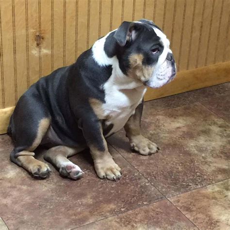 Gallery Hubs Pups Standard And Rare Color Akc English Bulldogs