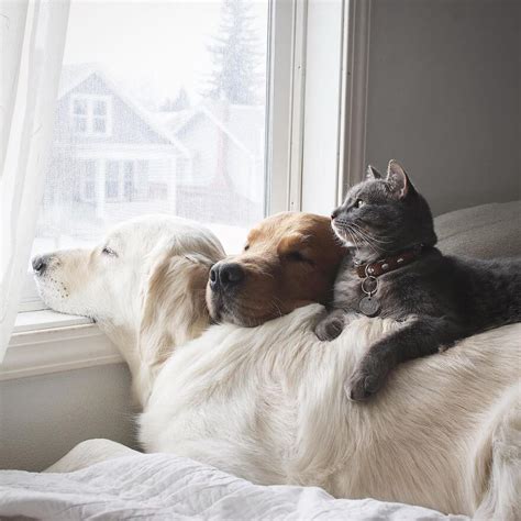 38 Pictures Of Two Dogs And A Cat Who Just Love Doing Everything