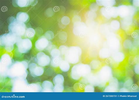 Abstract Green Foliage And Tree In Jungle Blur With Sun Light Spring