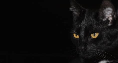 ¿te Gustan Los Gatos Negros 10 Curiosidades Sobre Estos Felinos Que Te