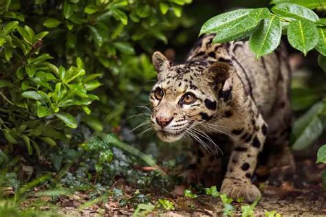 10 Rare Wild Cats Youve Never Heard Of