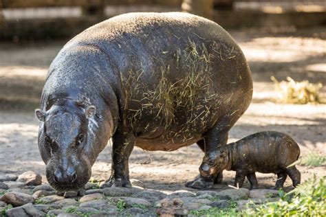 Pygmy Hippo Born At Tampas Lowry Park Zoo Touring Central Florida