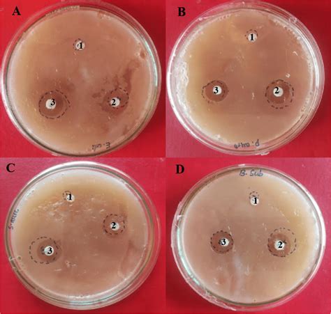 Antimicrobial Activity Of Fungal Extract Using Disc Diffusion Assay
