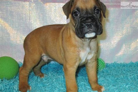 Gus Boxer Puppy For Sale Near Springfield Missouri