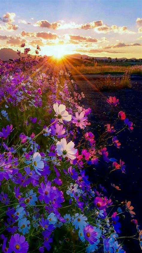 Nature Sunset Cosmos Flowers By Mark Van Vuuren