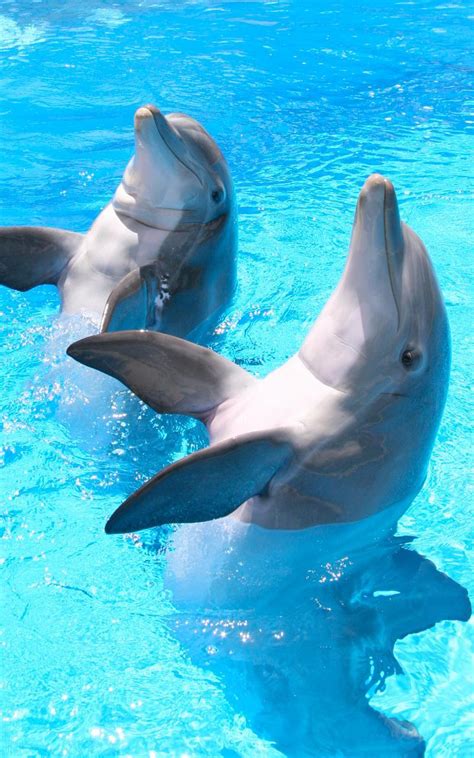 Dolphin Hd Live Wallpaper For Android Apk Download