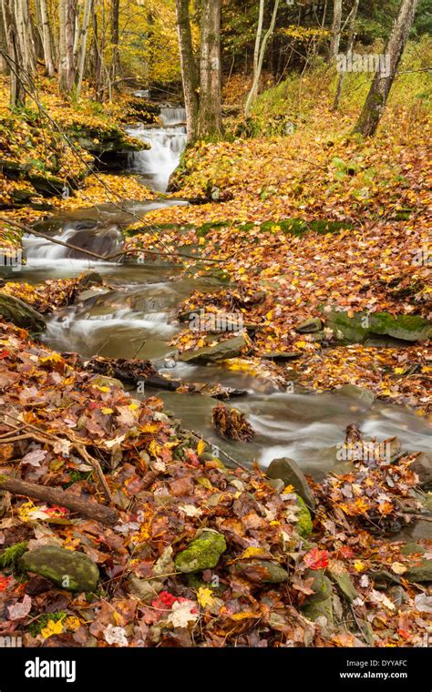 A Stream Cascades Through Fallen Leaves In A Forest In The Catskills