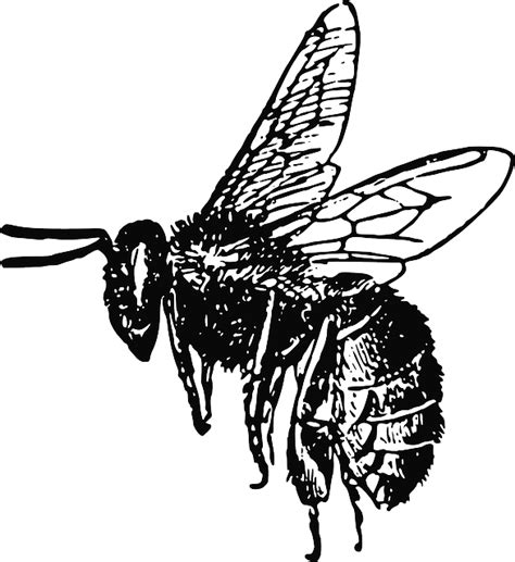 Image Result For Flying Honey Bee Illustration Bee Outline Honey Bee Tattoo Bee Silhouette