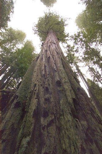The Most Amazing Trees In The World Redwood Tree Tall Trees Tree