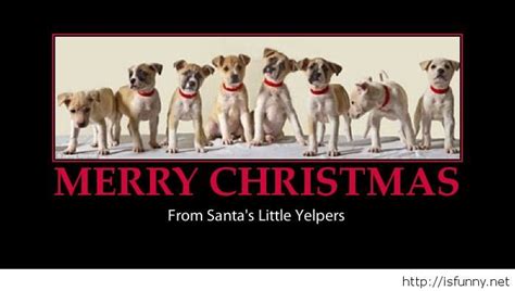 Cute Merry Christmas Dogs Sayings Merry Christmas Dog Christmas Dog