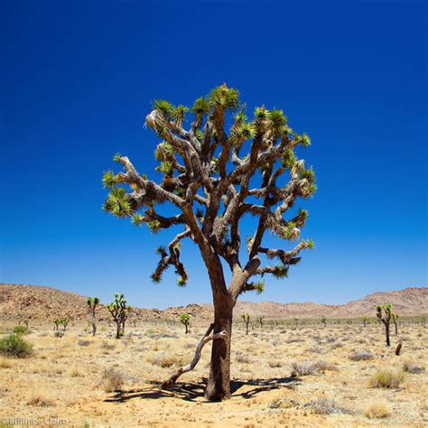 73 Joshua Tree Wallpaper On Wallpapersafari