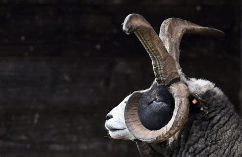 How Rare Sheep From Biblical Times May Help Kids With A Deadly Genetic