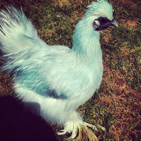 Dyed Blue Silkie Animals Breeds Chicken Breeds