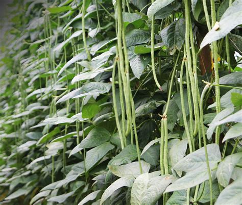 Pinto beans should not be planted after bean, pea, potato, or sugar beet crops affected by rhizoctonia root and crown rots, or after irrigated sunflowers because of white mold susceptibility in both crops. Yard Long Bean - Rajang River 1988 (200g) - GWG Online E Shop