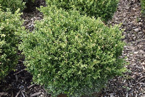 Franklins Gem Boxwood Buxus Microphylla Franklins Gem In Columbus