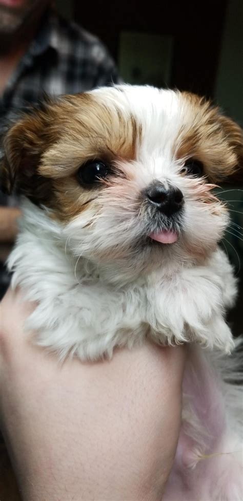 Send us a message and adopt your new shorkie sibling today. Shorkie Puppies For Sale | Grand Rapids, MI #289258